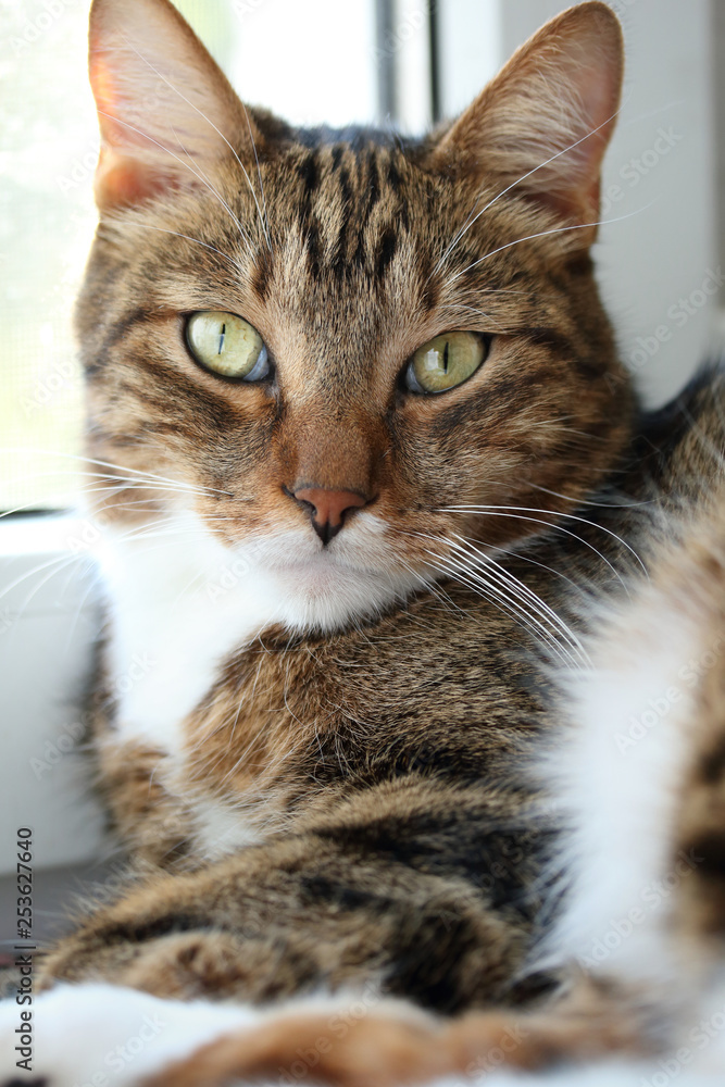 Portrait of a mackerel tabby cat on the windowsill