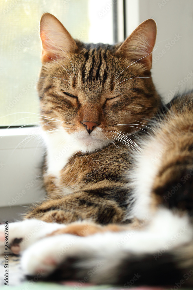 Portrait of a sleepy mackerel tabby cat on the windowsill
