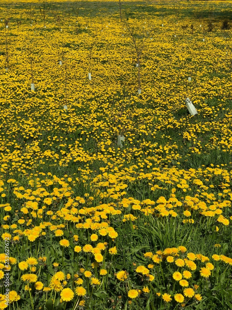 Obraz premium Bright yellow dandelion flowers with bee collecting pollen in natural green garden environment during springtime