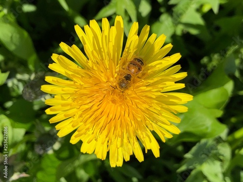 yellow flower in a park © ClaudioArnese