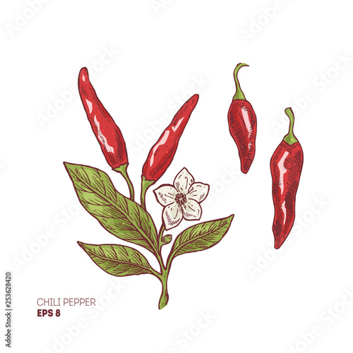 Chili pepper illustration. Engraved style illustration. Pepper plant with flower. Vector illustration