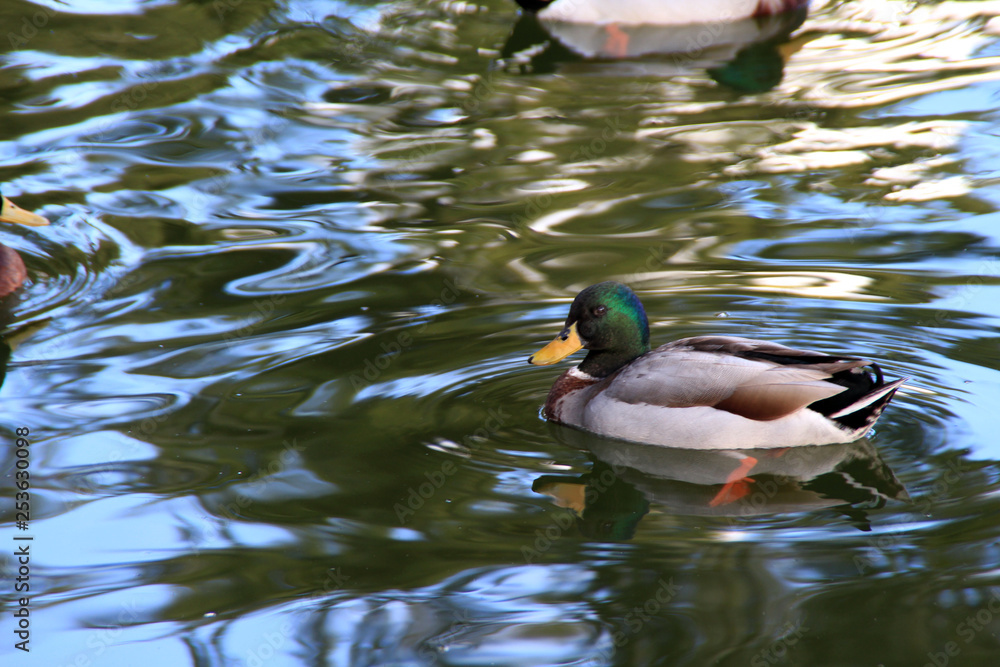 Obraz premium papera