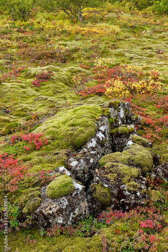 Herbstfarben bei Pingvellir, Island