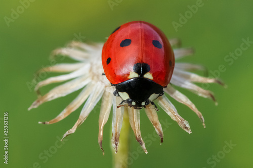 ladybug 20 © mehmetkrc