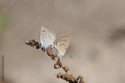 Lycaenidae / Karsandra / / Zizeeria karsandra photo