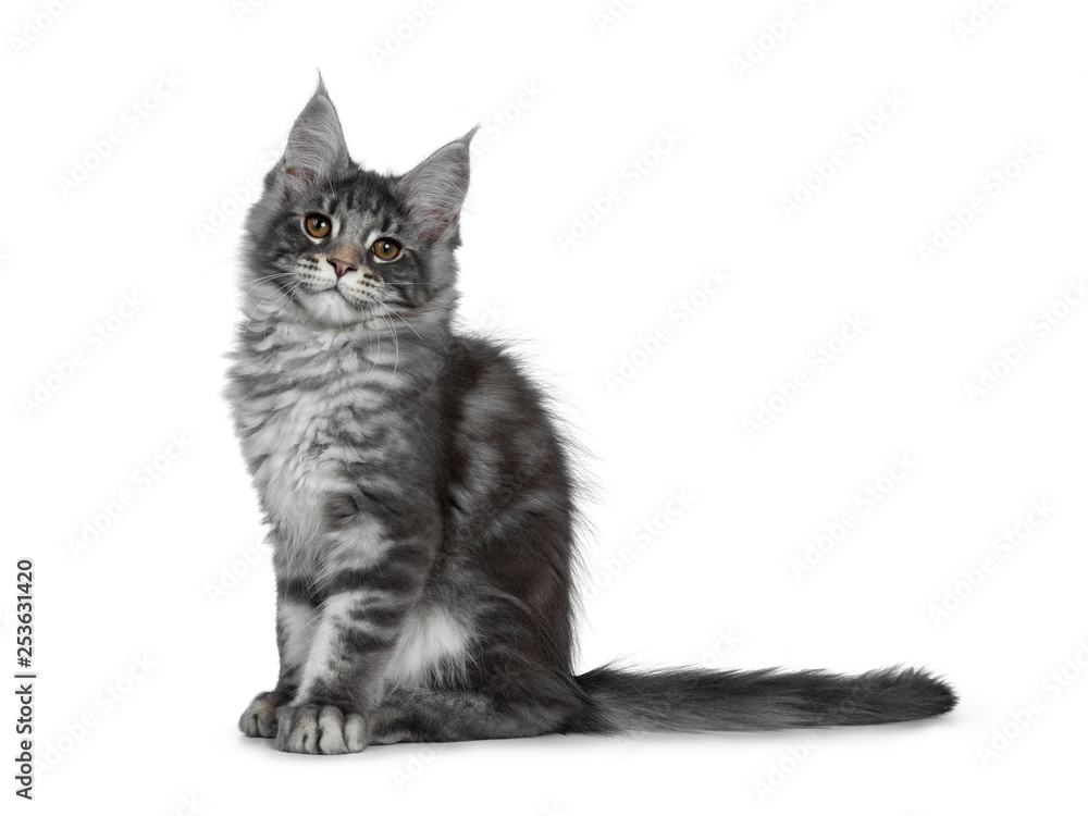 Smiling blue silver Maine Coon cat kitten, sitting straight up. Looking friendly with brown eyes to lens. Isolated on white background. Tail behind body.