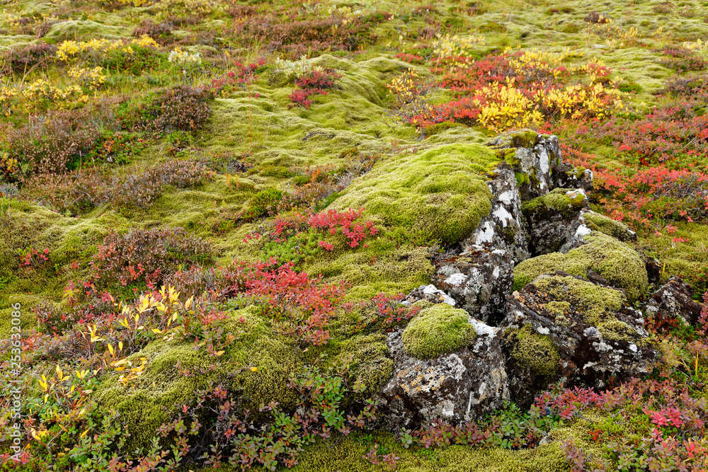 Herbstfarben bei Pingvellir, Island Herbstfarben bei Pingvellir, Island
