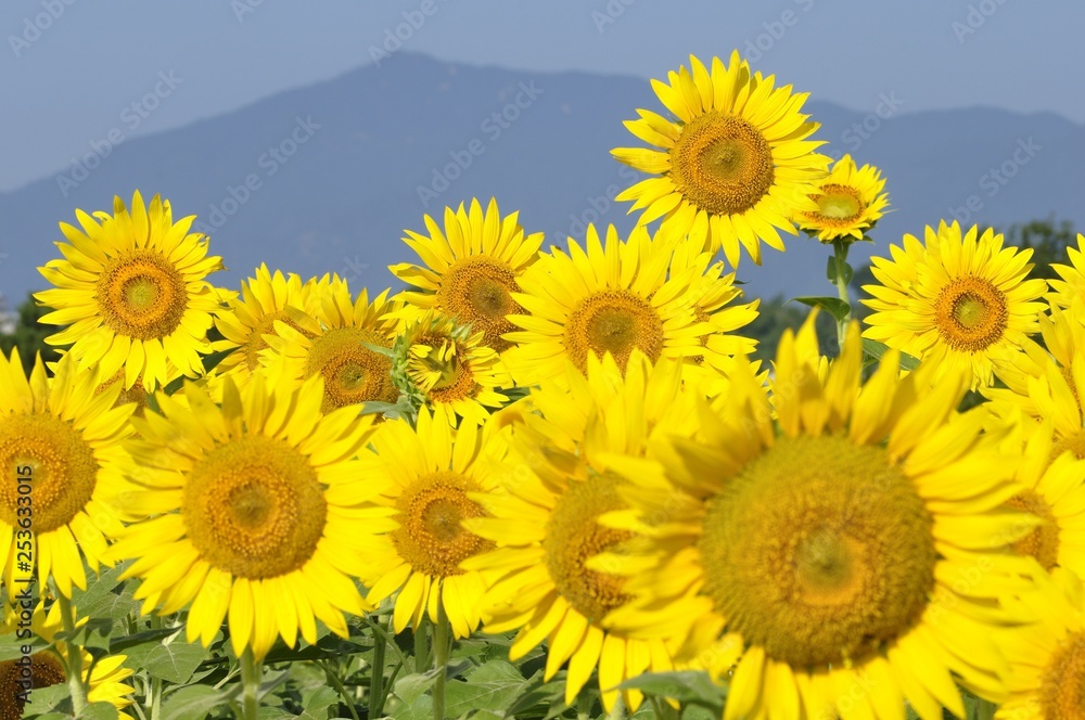 Fototapeta premium ひまわり畑