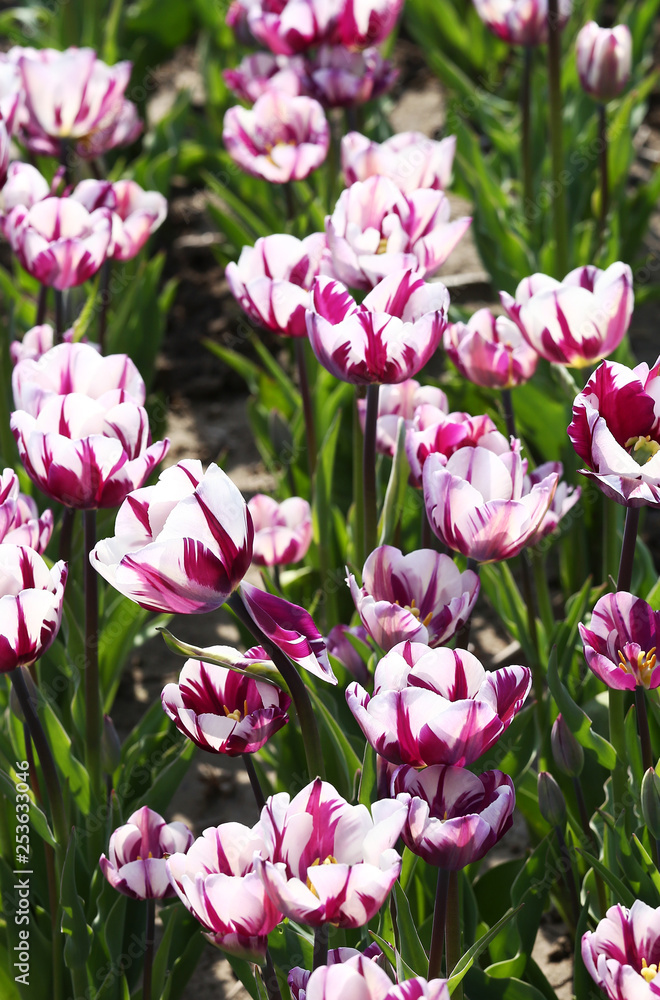 Fototapeta premium チューリップ フレミングフラッグ