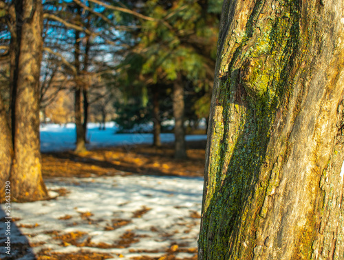 Tree pattern with blurry background on a winter sunny day