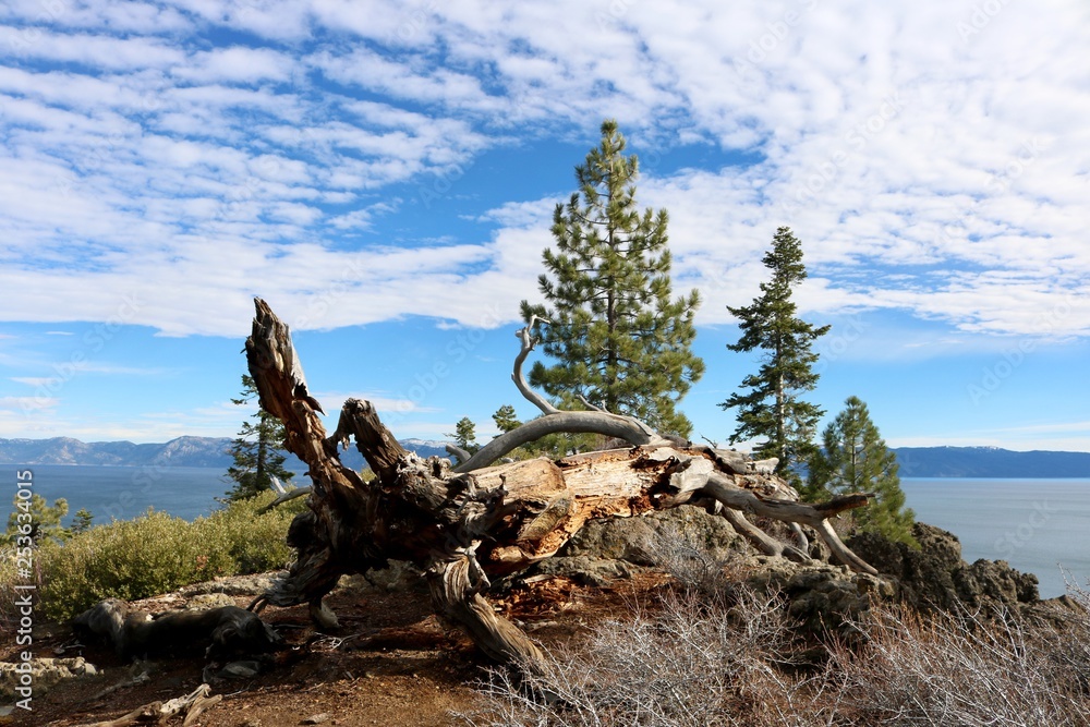 Withered Tree Lake Tahoe