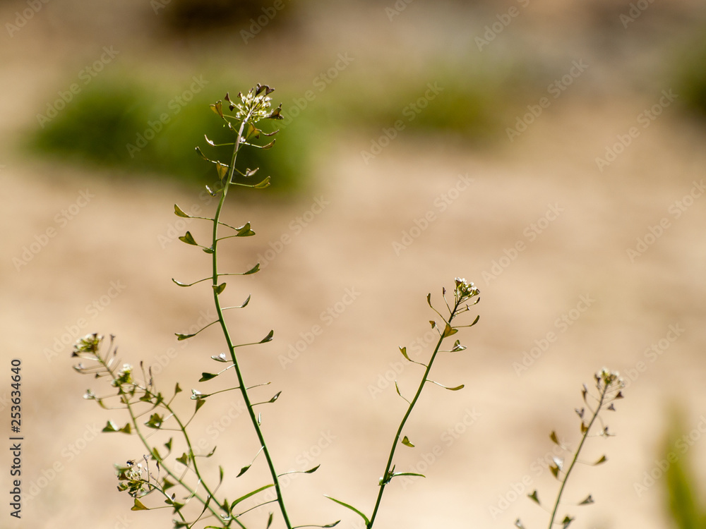 White flowers in spring with bokeh background White flowers in spring with bokeh background