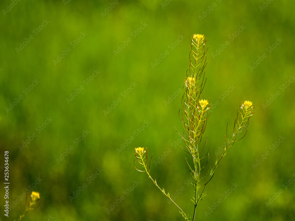 Yellow flowers in spring with bokeh background