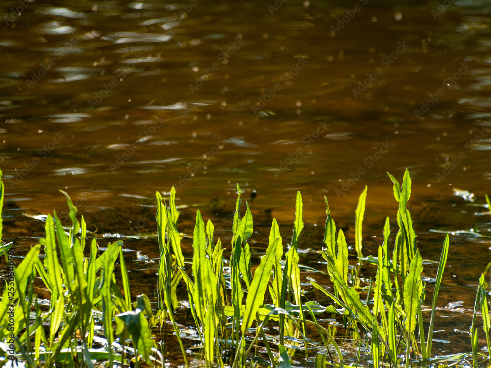 Aquatic plants in spring with bokeh background in the water Aquatic plants in spring with bokeh background in the water