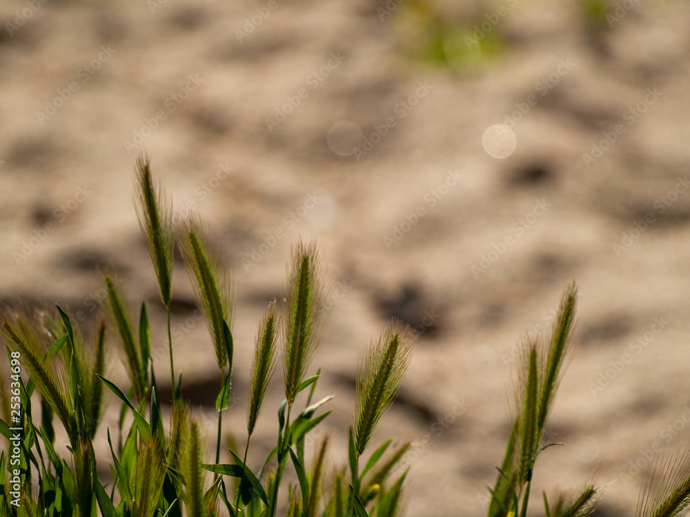 Obraz premium Green grass in spring with bokeh background