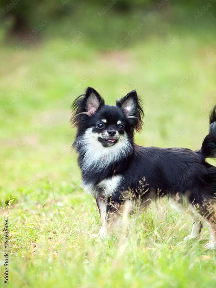 Beautiful Chihuahua dog posing  in a grass field