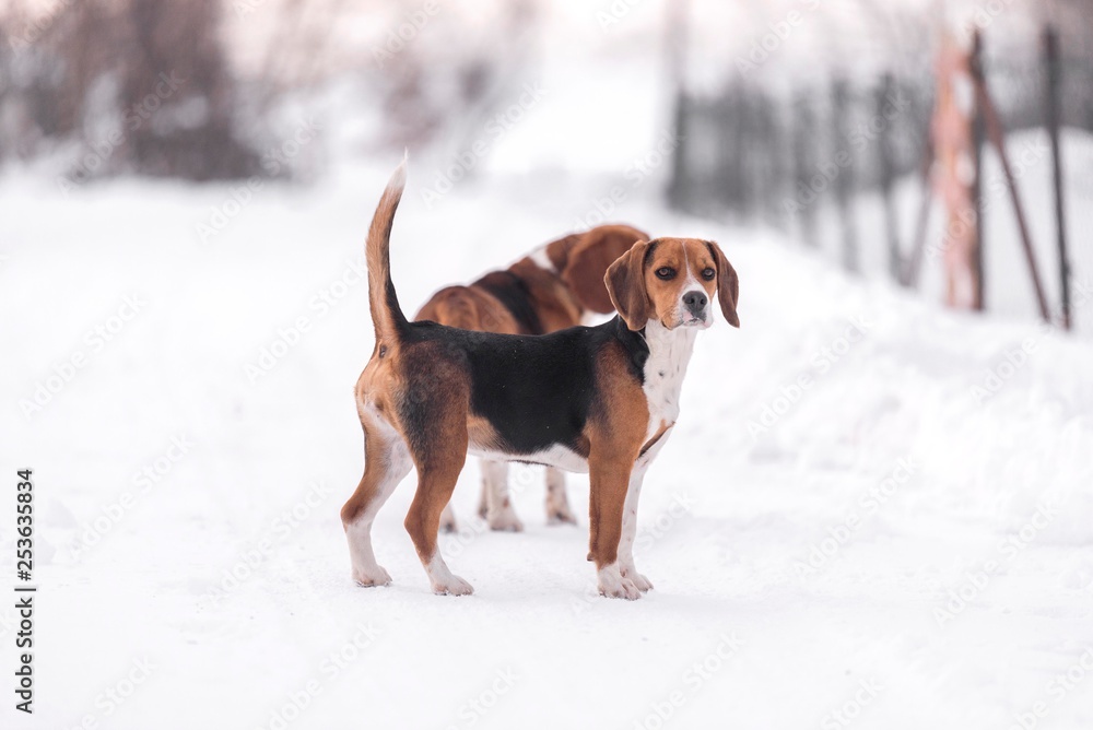 beagle harrier dog on snow