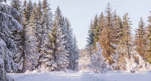 wide scene of snow mountain woods with pine trees. snowy fir tree forest. winter nature landscape.