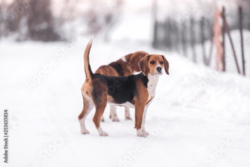 Obraz na płótnie beagle harrier dog on snow