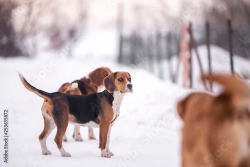 Fototapeta Naklejka Na Ścianę i Meble -  beagle dog on snow