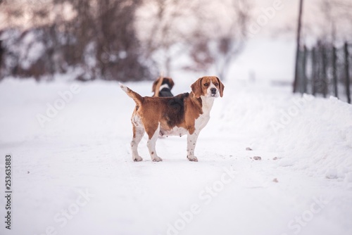 Fototapeta Naklejka Na Ścianę i Meble -  beagle harrier dog portrait