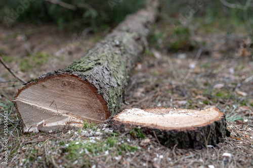 Cut down coniferous tree. Trunk and log of a tree. photo