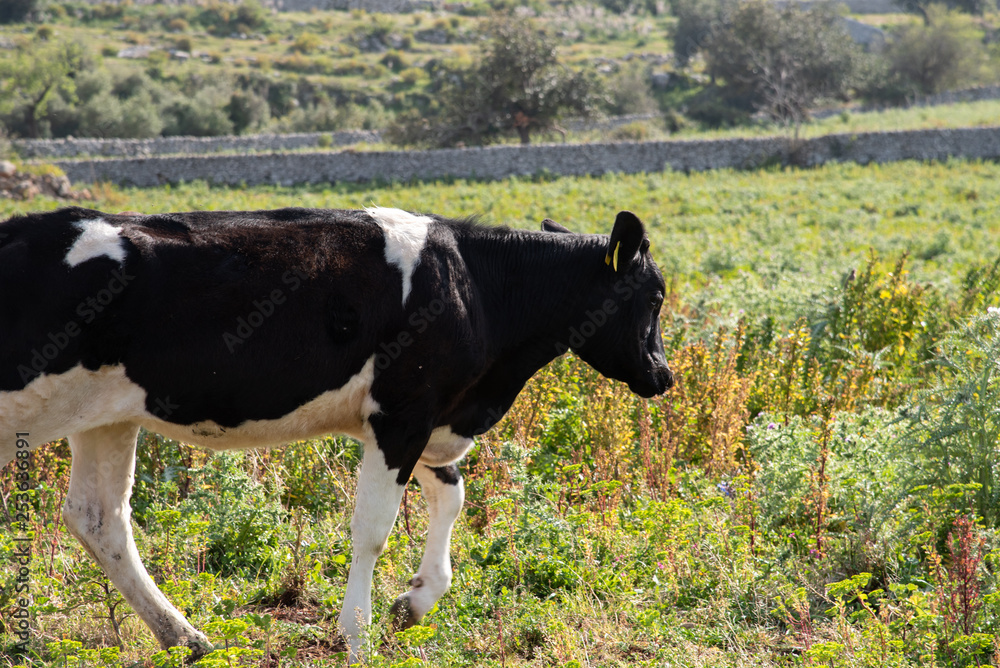 A cow while grazing