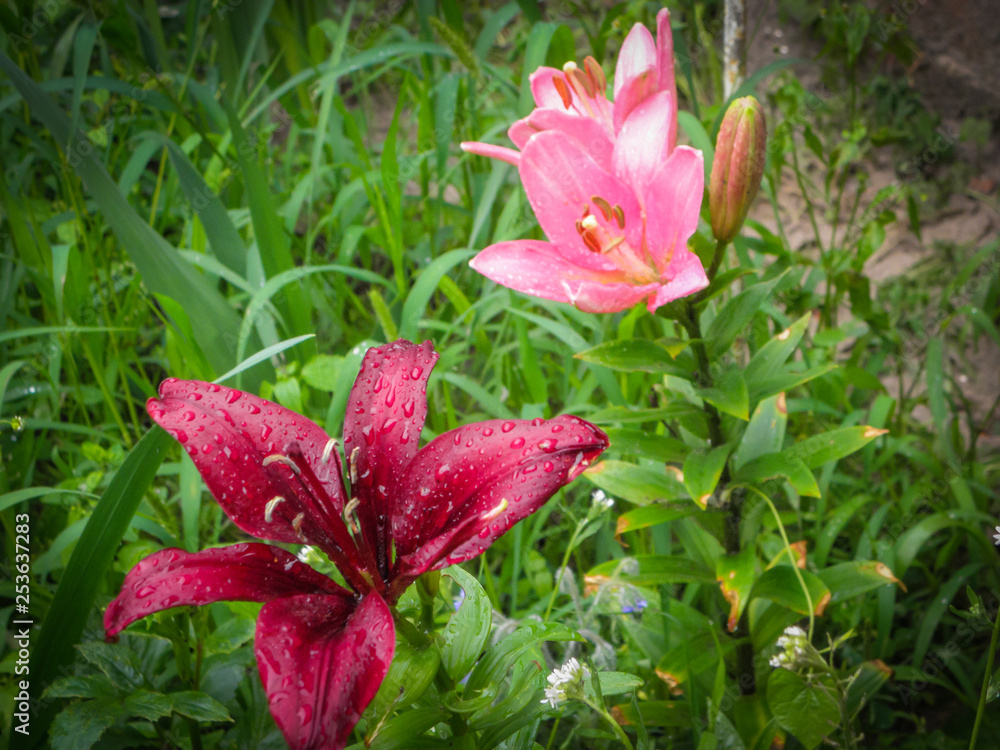 Fototapeta premium Spring flowers beautiful colorful natural tulips in a garden in the soil.