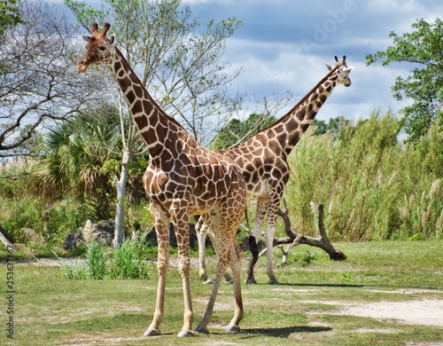 Photography Giraffe Couple