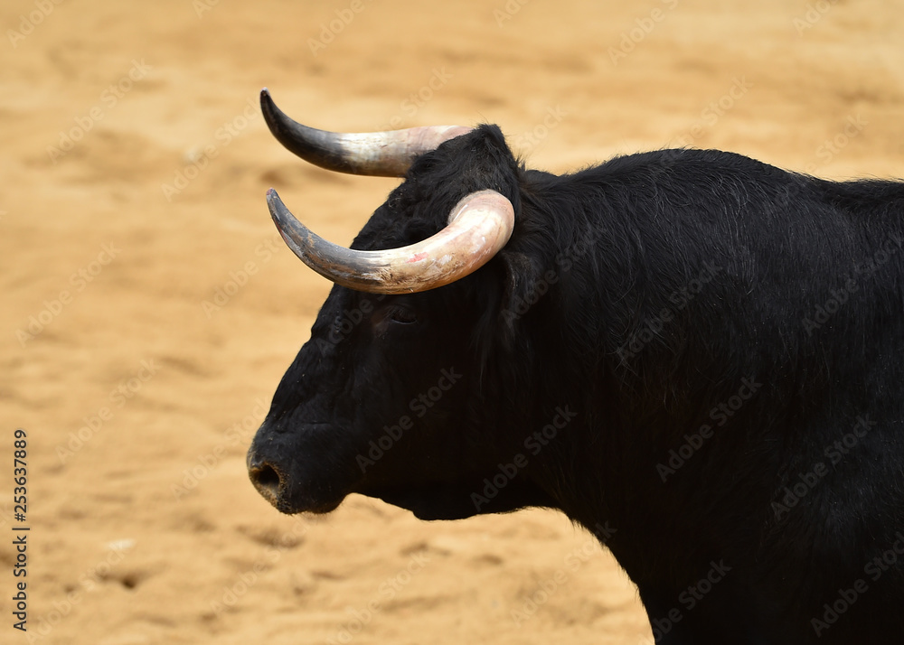 bull in spain bull in spain