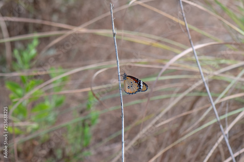 Danaidae / Sultan / / Danaus chrysippus photo