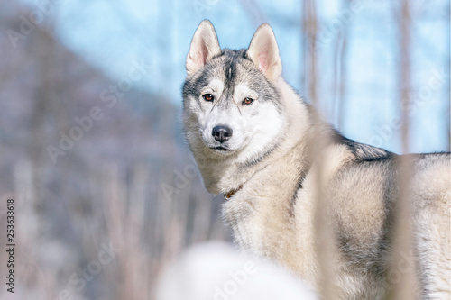 Sibirischer Huskie