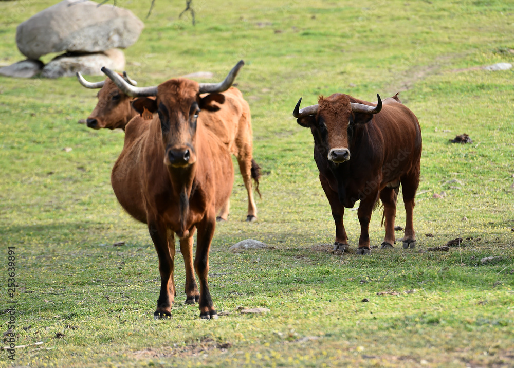 toros en el campo toros en el campo