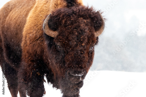 Bison in a Blizzard photo