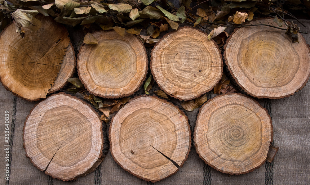 wooden tree trunk board like background, top view wooden tree trunk board like background, top view