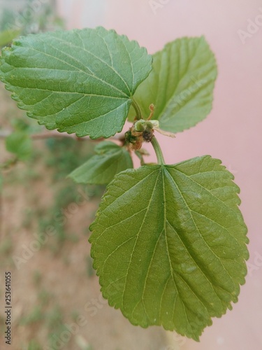 green leaf on white background © ibrahim
