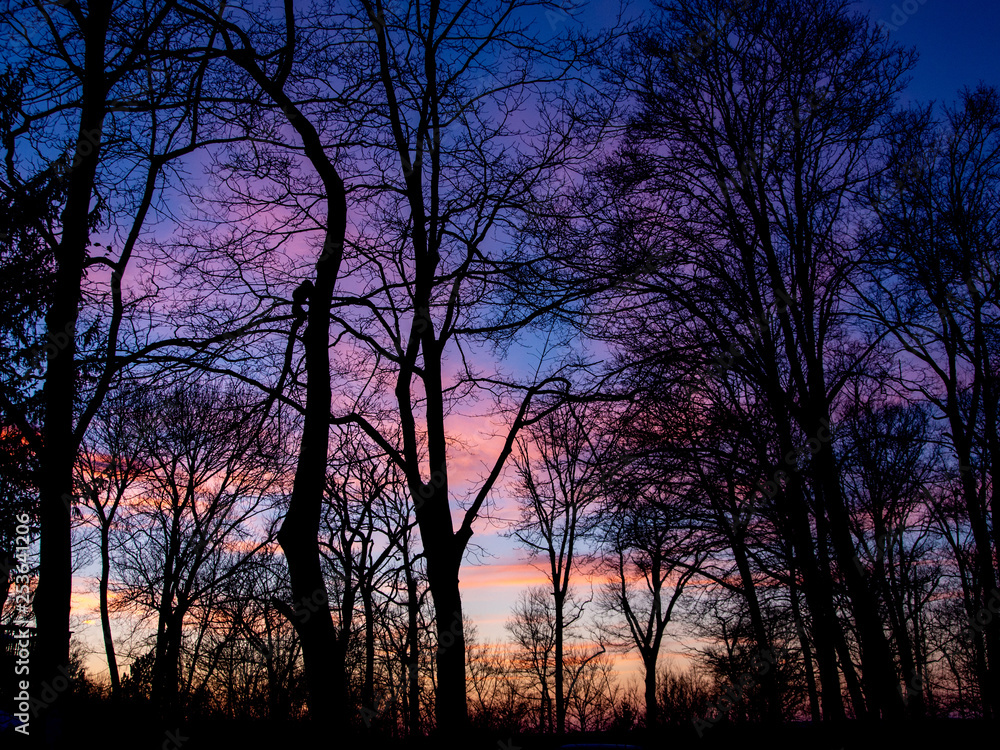early spring sunset in the woods in purple and pink early spring sunset in the woods in purple and pink