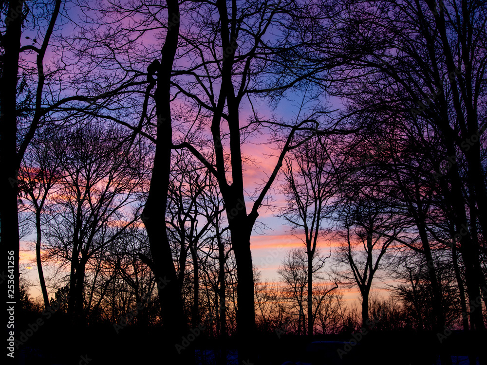 early spring sunset in the woods in purple and pink