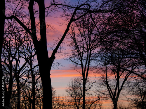 Fototapeta Naklejka Na Ścianę i Meble -  early spring sunset in the woods in blue and pink