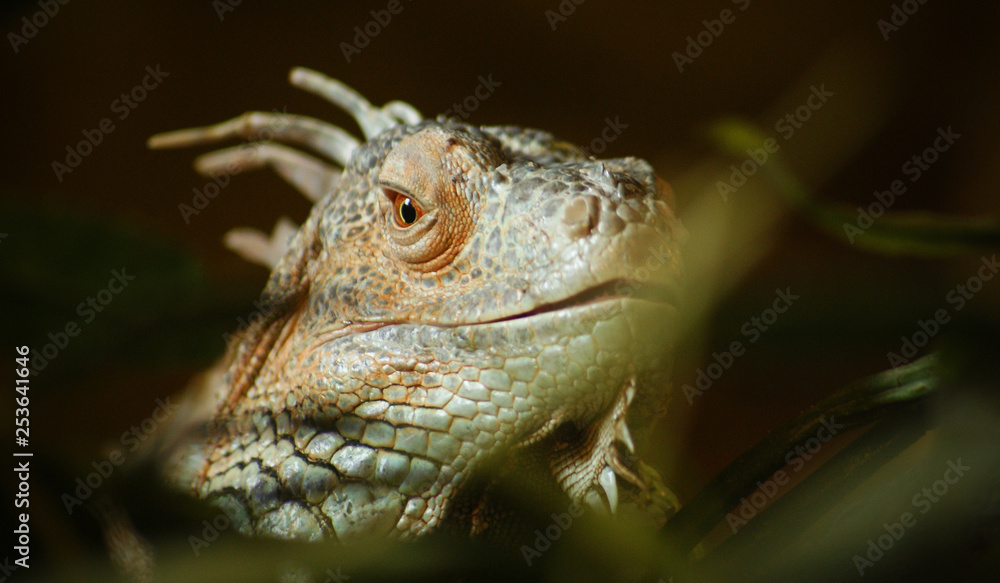 Obraz premium Head of a Lizard in a vivarium looking at the viewer
