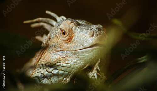 Head of a Lizard in a vivarium looking at the viewer