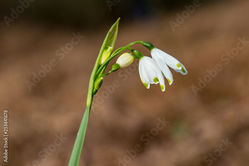 A close up of a summer snowflake flower, growing on Chailey Common in Sussex © lemanieh
