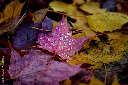 Dewy maple leaf on a carpet of dead leaves in Cheneville