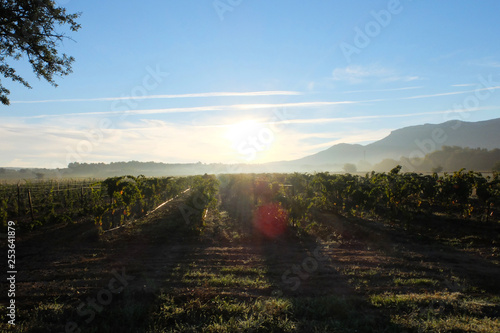Vineyard in the south of France in the early sunrise