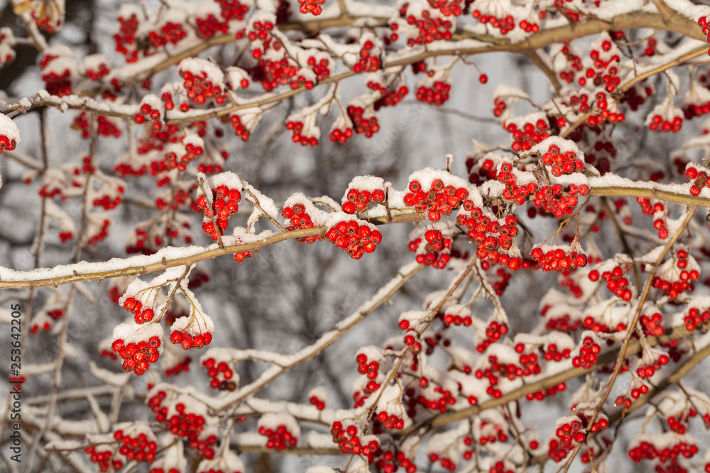 Crataegus, commonly called hawthorn, quickthorn, thornapple, May-tree,  whitethorn, or hawberry. The berries are matured and become food for birds in winter. Winter landscape with snow. Frozen forest.