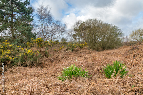 Chailey common in Sussex, on a sunny March day, with summer snowflake flowers growing amongst the bracken