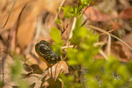 Juvenile Blanding's turtle (Emydoidea blandingii) on the forest floor 
