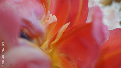 closeup of a tulip