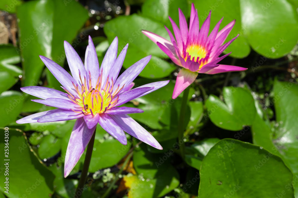 Lotus flower in pond, select focus. Purple and pink lotus with sunlight. Lotus flower in pond, select focus. Purple and pink lotus with sunlight.