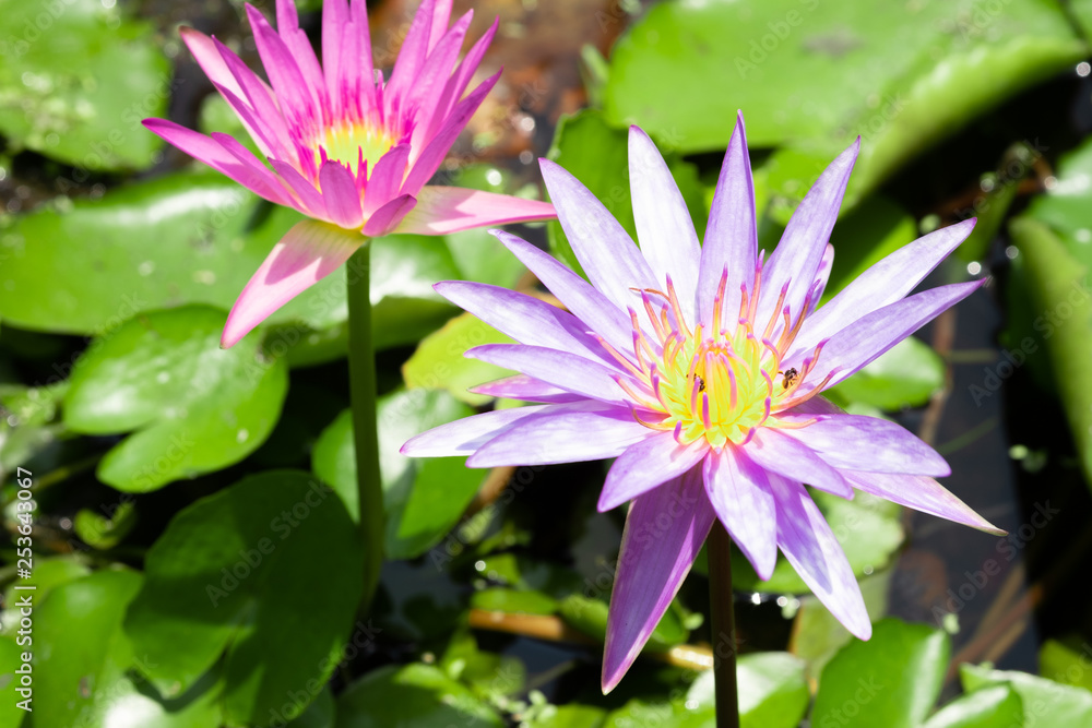 Lotus flower in pond, select focus. Purple and pink lotus with sunlight. Lotus flower in pond, select focus. Purple and pink lotus with sunlight.